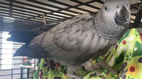 chanel grey parrot|It’s Been Two Years Since Chanel The African Grey Parrot.